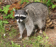Raccoon observed during the Sandy Hook BioBlitz, September 29, 2017