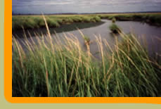 inset image of marshland